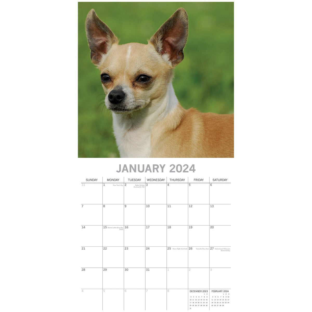 Chihuahuas 2024 Square Wall Calendar Pets Dog 16 Months Premium Planner New Year