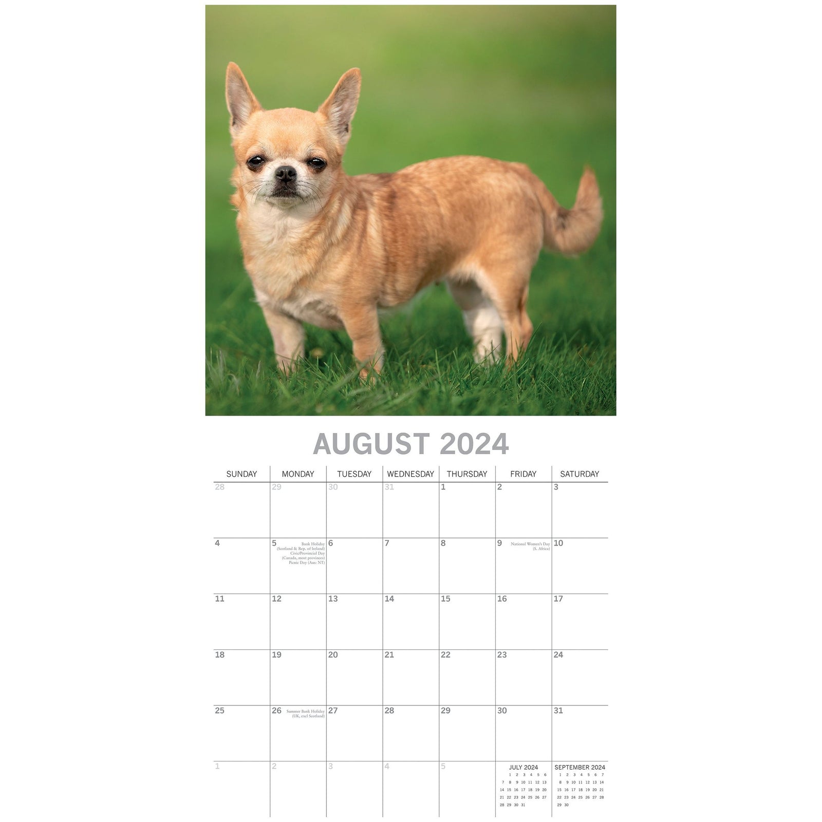 Chihuahuas 2024 Square Wall Calendar Pets Dog 16 Months Premium Planner New Year