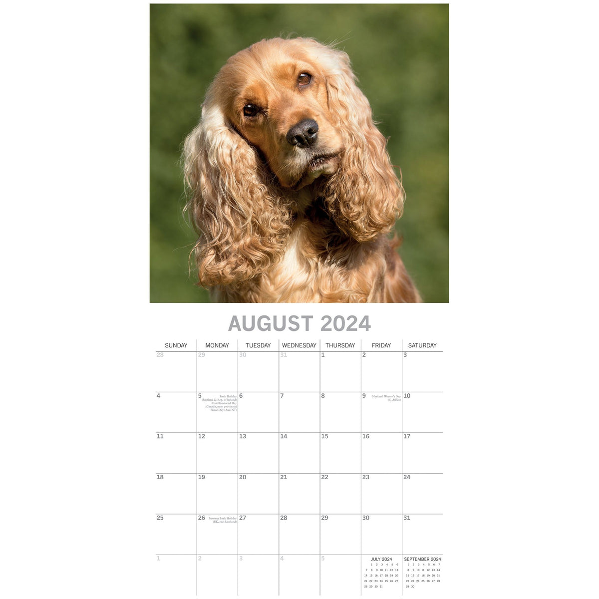 Cocker Spaniels - 2024 Square Wall Calendar Pets Dog 16 Months Premium Planner