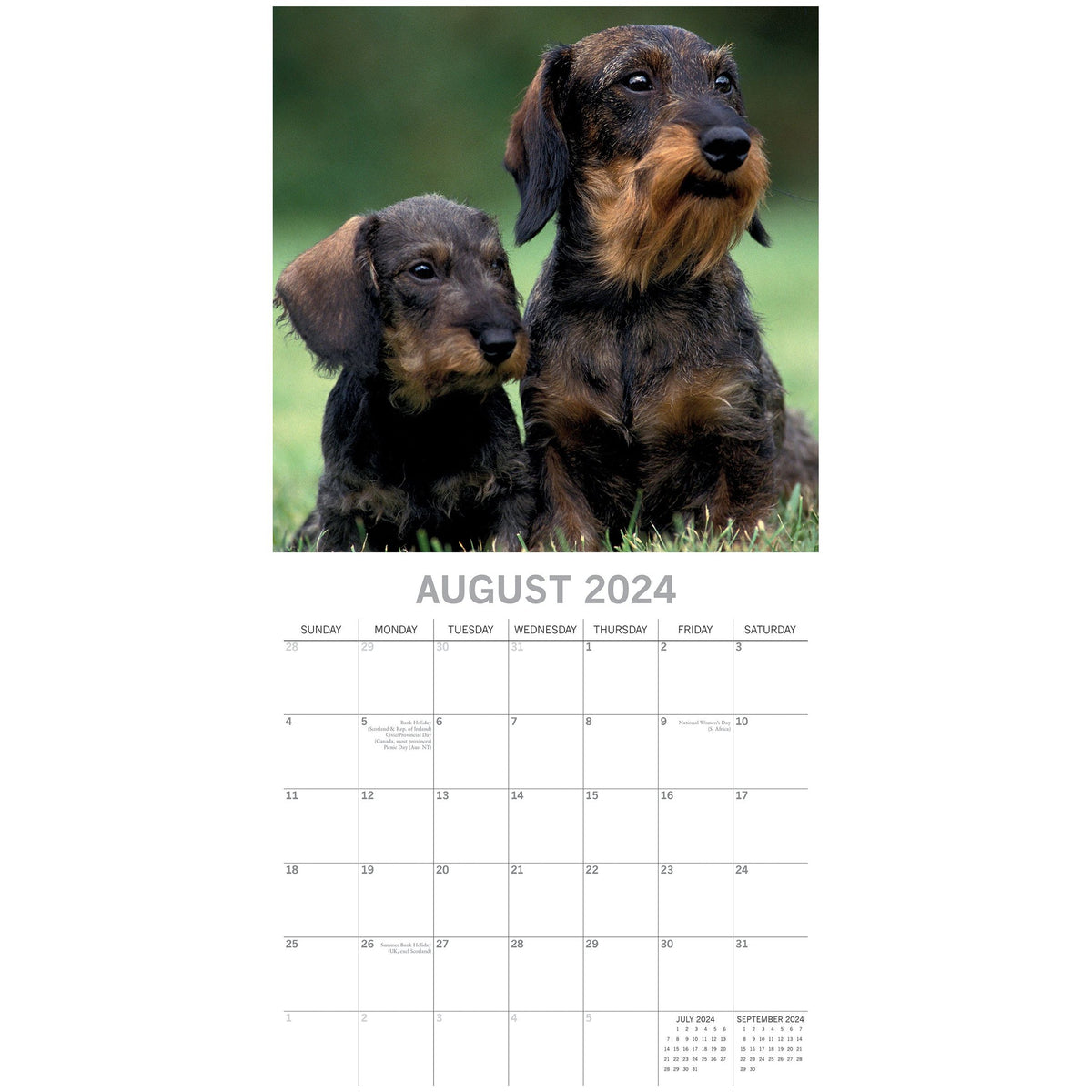 Dachshunds 2024 Square Wall Calendar Pets Dog 16 Months Premium Planner New Year