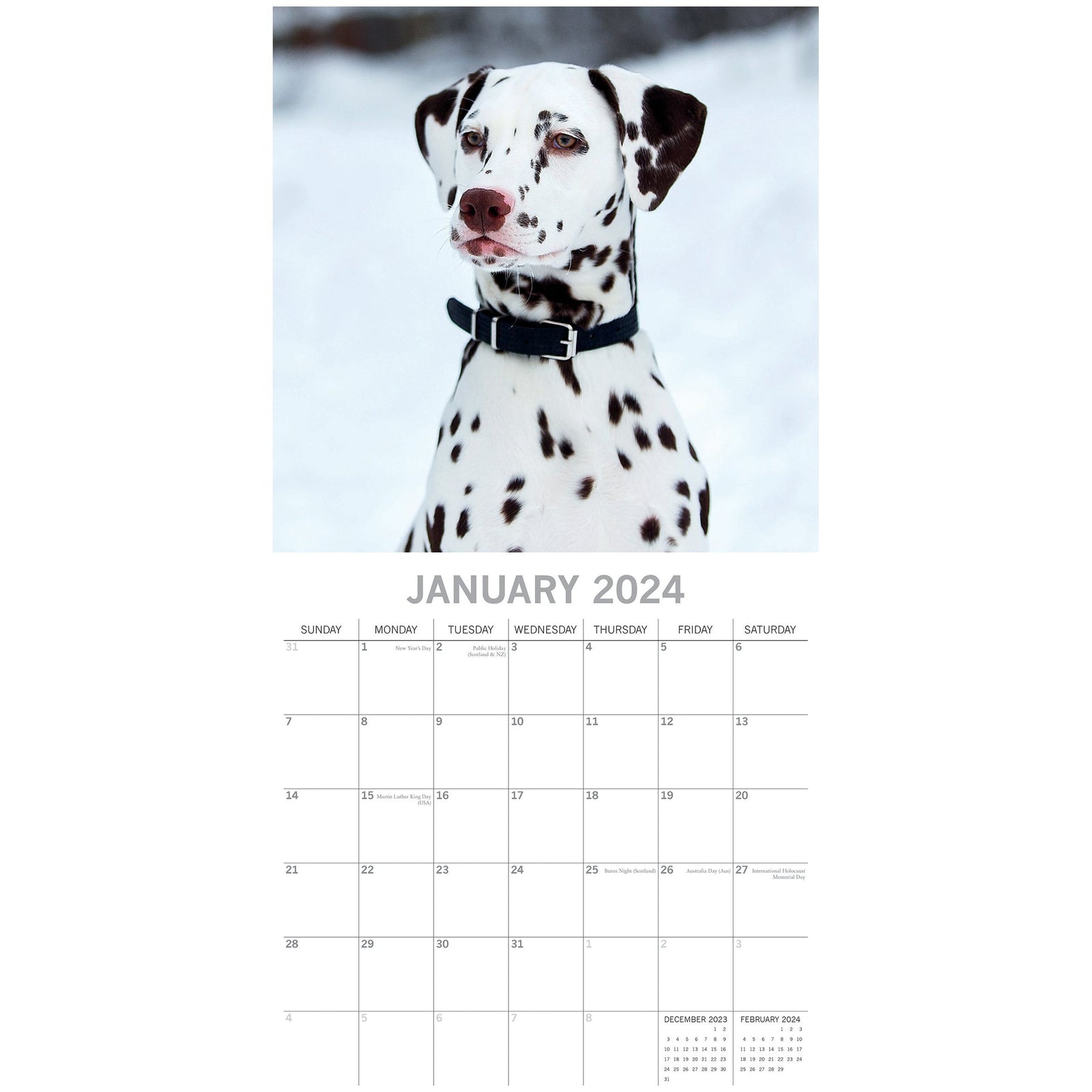 Dalmatians 2024 Square Wall Calendar Pets Dog 16 Months Premium Planner New Year