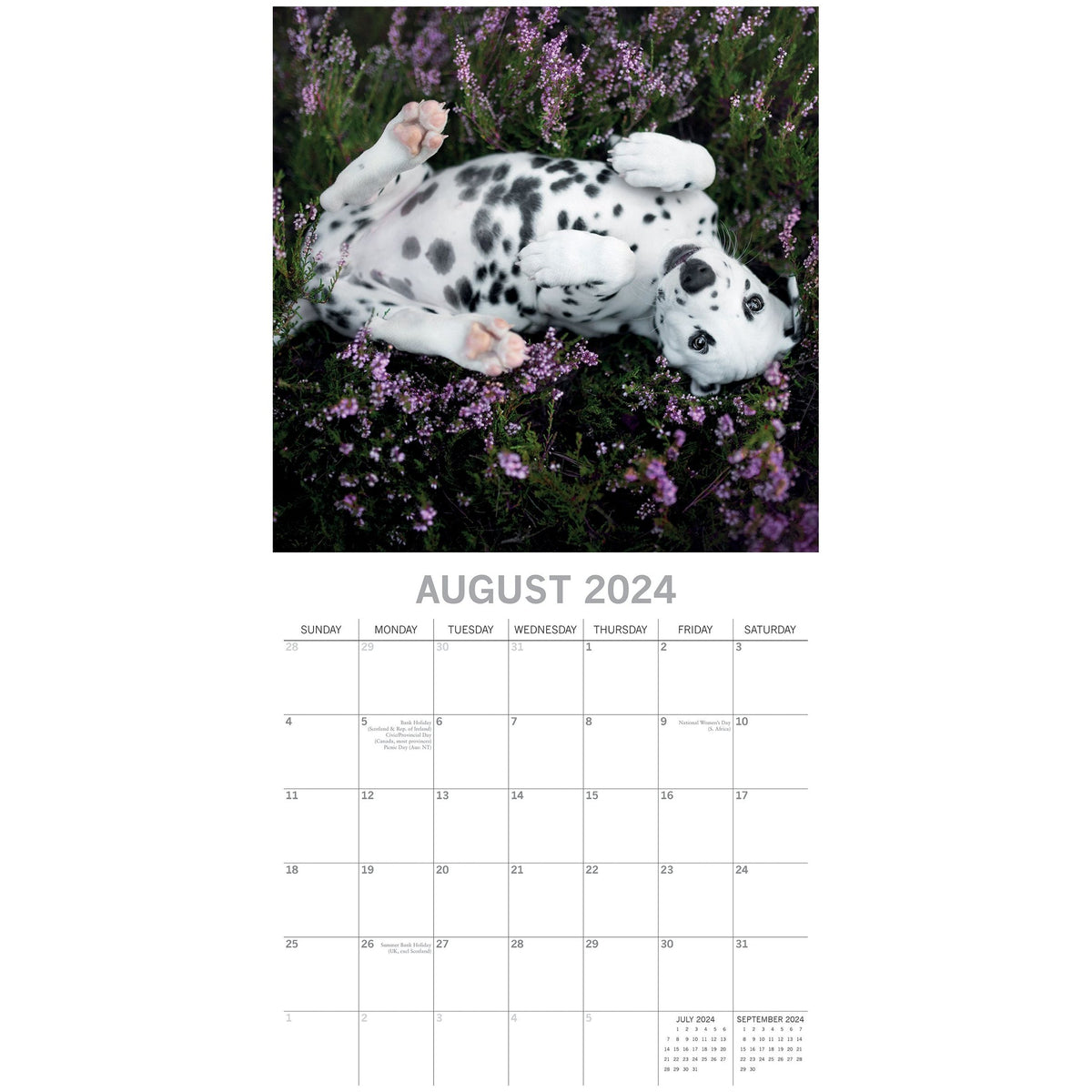 Dalmatians 2024 Square Wall Calendar Pets Dog 16 Months Premium Planner New Year