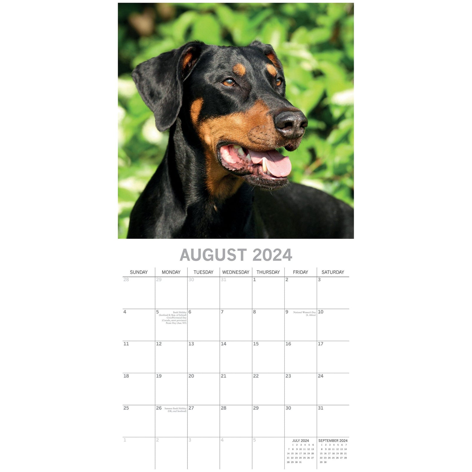 Dobermans - 2024 Square Wall Calendar Pets Dog 16 Month Premium Planner New Year