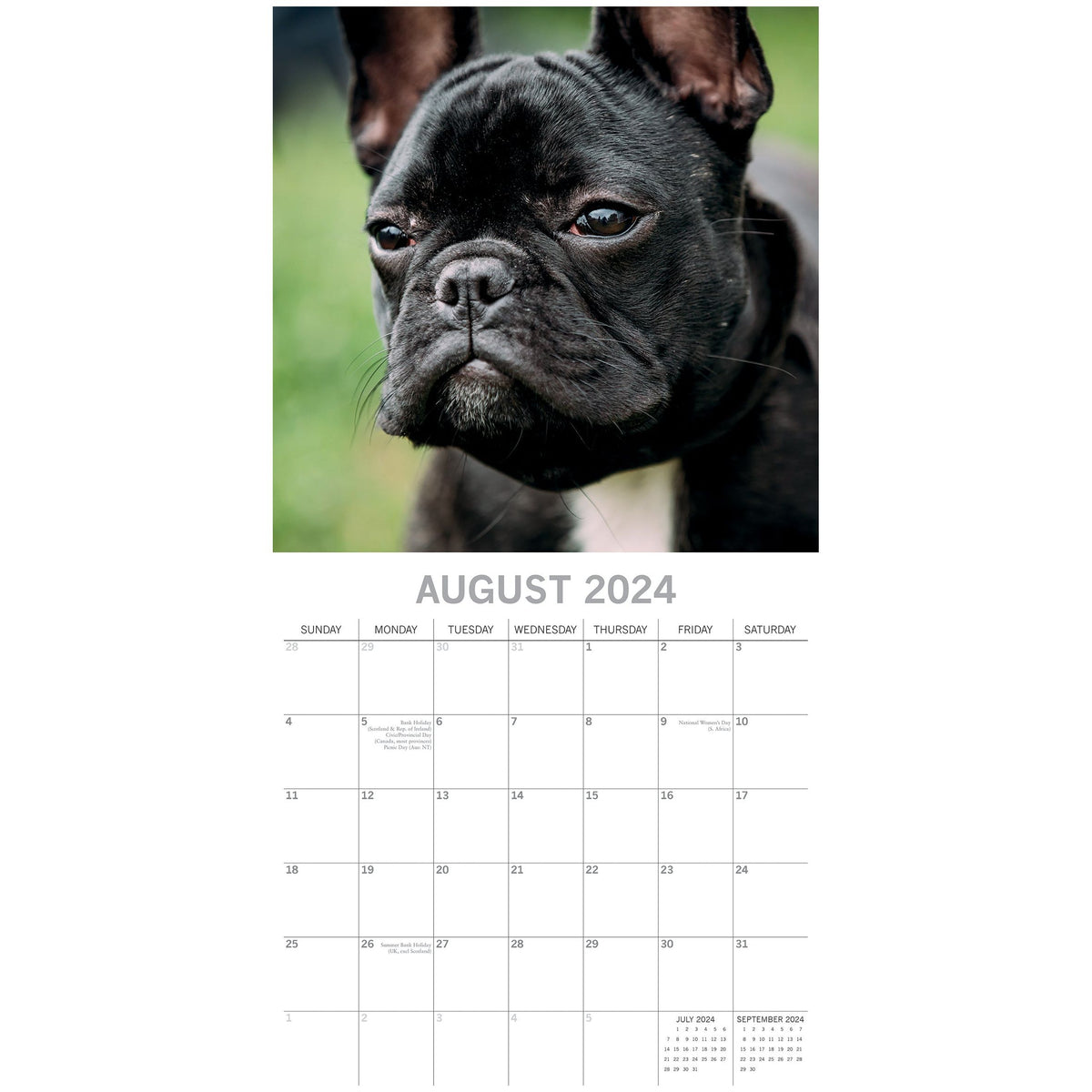 French Bulldogs - 2024 Square Wall Calendar Pets Dog 16 Months Premium Planner