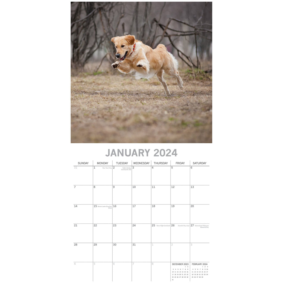 Golden Retrievers - 2024 Square Wall Calendar Pets Dog 16 Months Premium Planner
