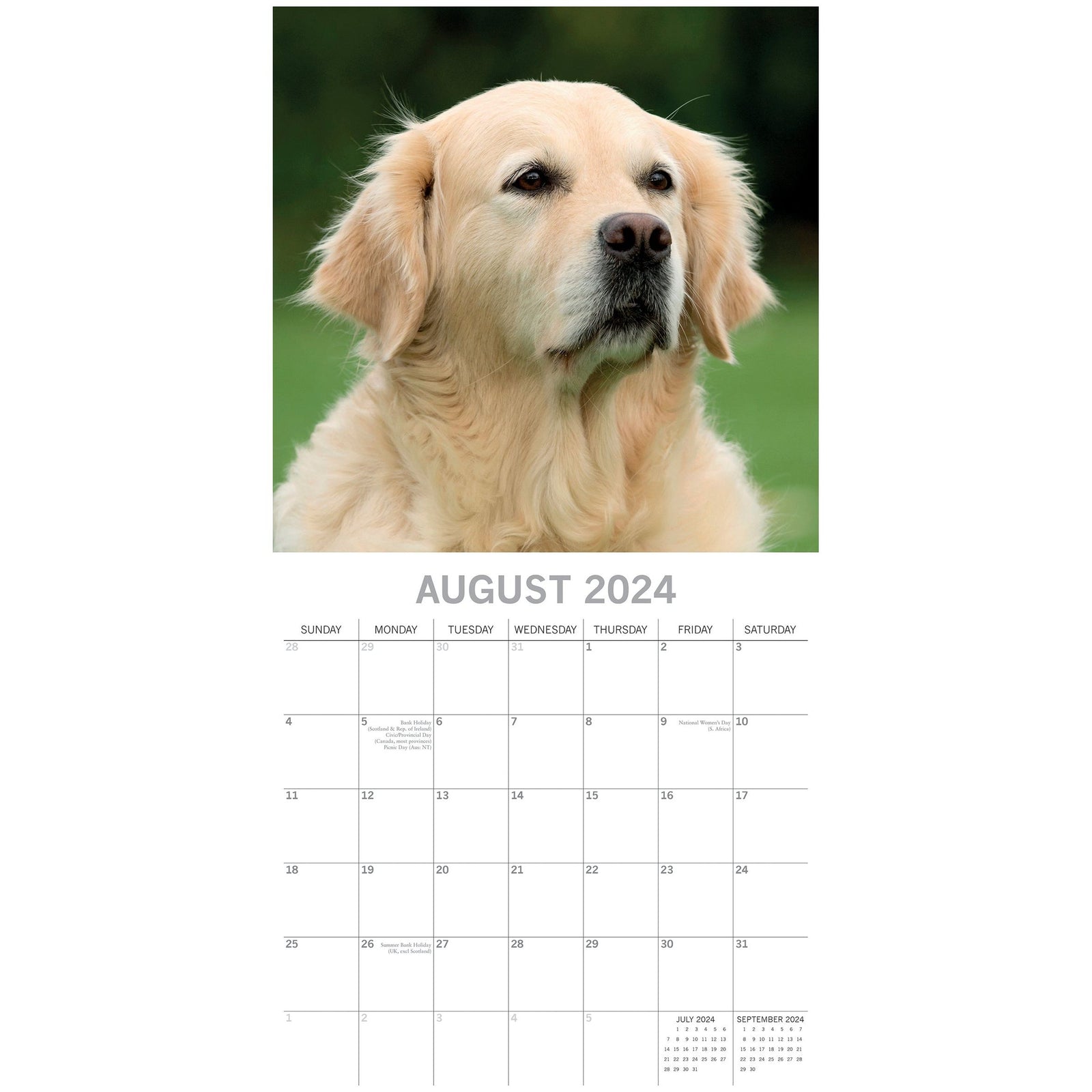 Golden Retrievers - 2024 Square Wall Calendar Pets Dog 16 Months Premium Planner