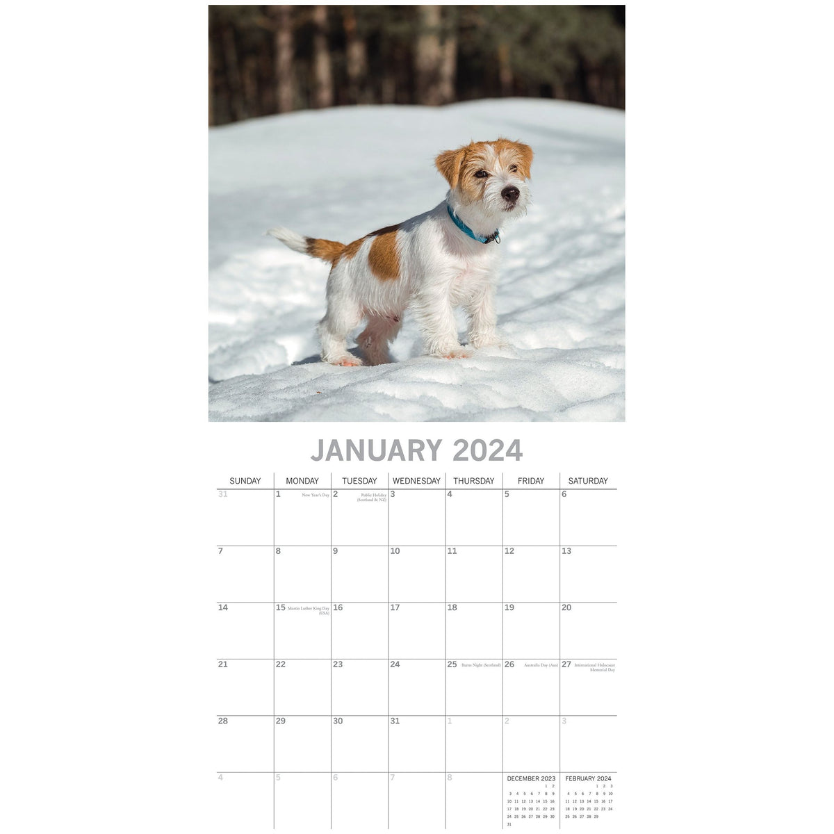 Jack Russells - 2024 Square Wall Calendar Pets Dog 16 Month Premium Planner Gift