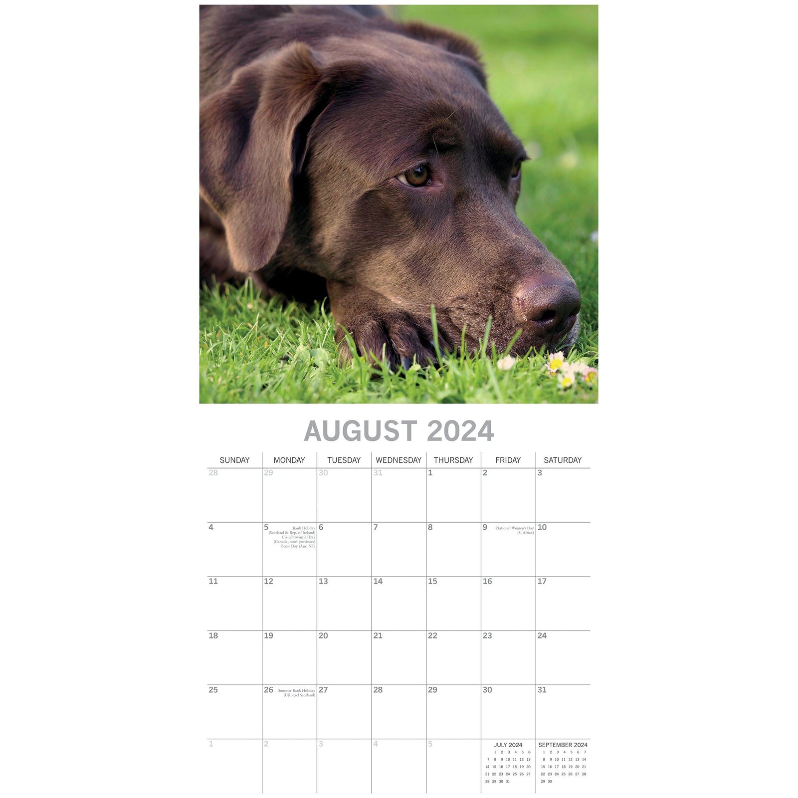 Labradors 2024 Square Wall Calendar Pets Dog 16 Months Premium Planner New Year