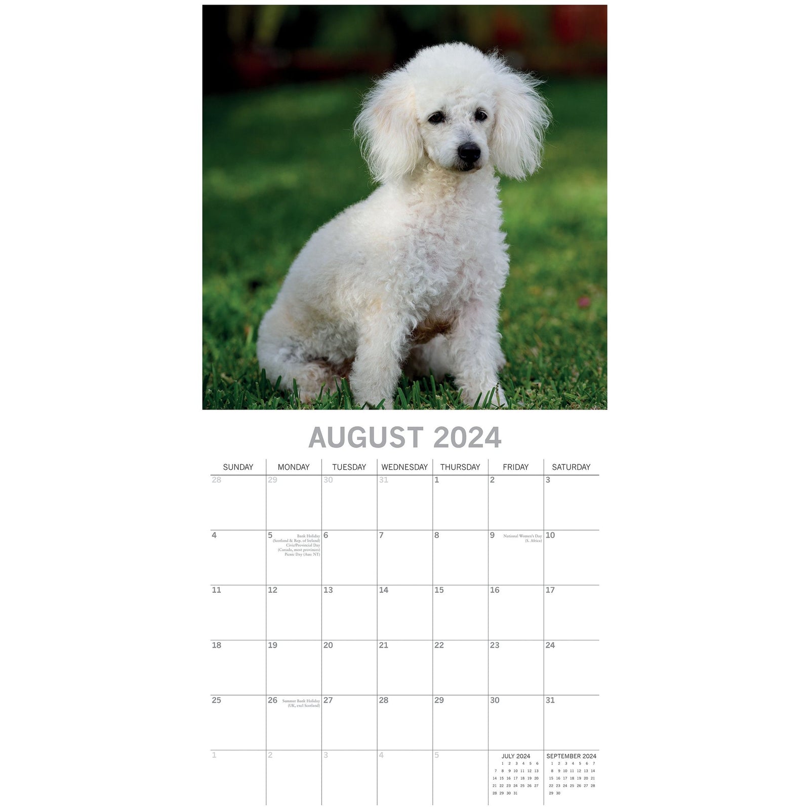 Poodles - 2024 Square Wall Calendar Pets Dog 16 Months Premium Planner New Year