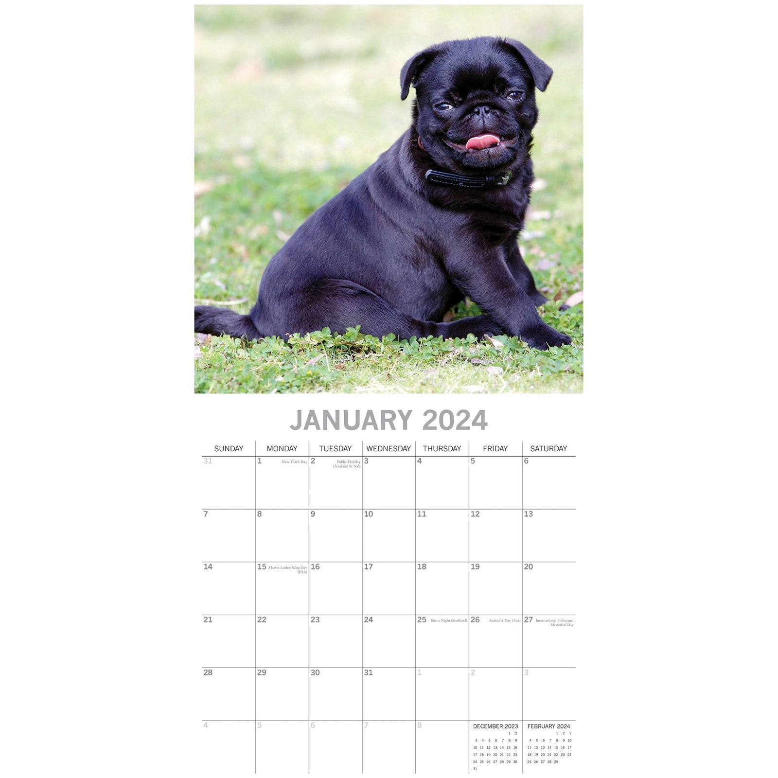 Pugs - 2024 Square Wall Calendar Pets Dog 16 Month Premium Planner New Year Gift