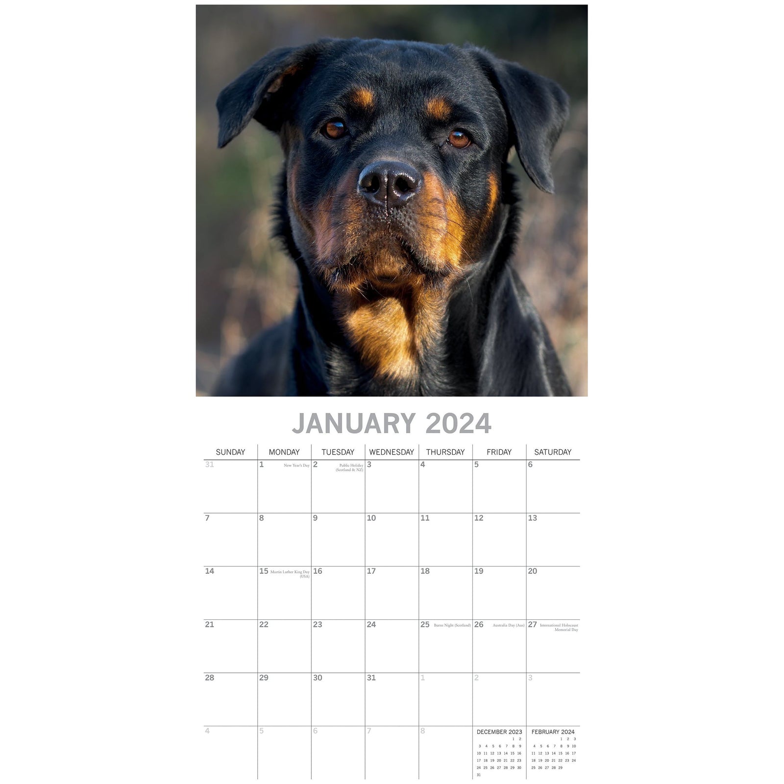 Rottweilers 2024 Square Wall Calendar Pets Dog 16 Month Premium Planner New Year
