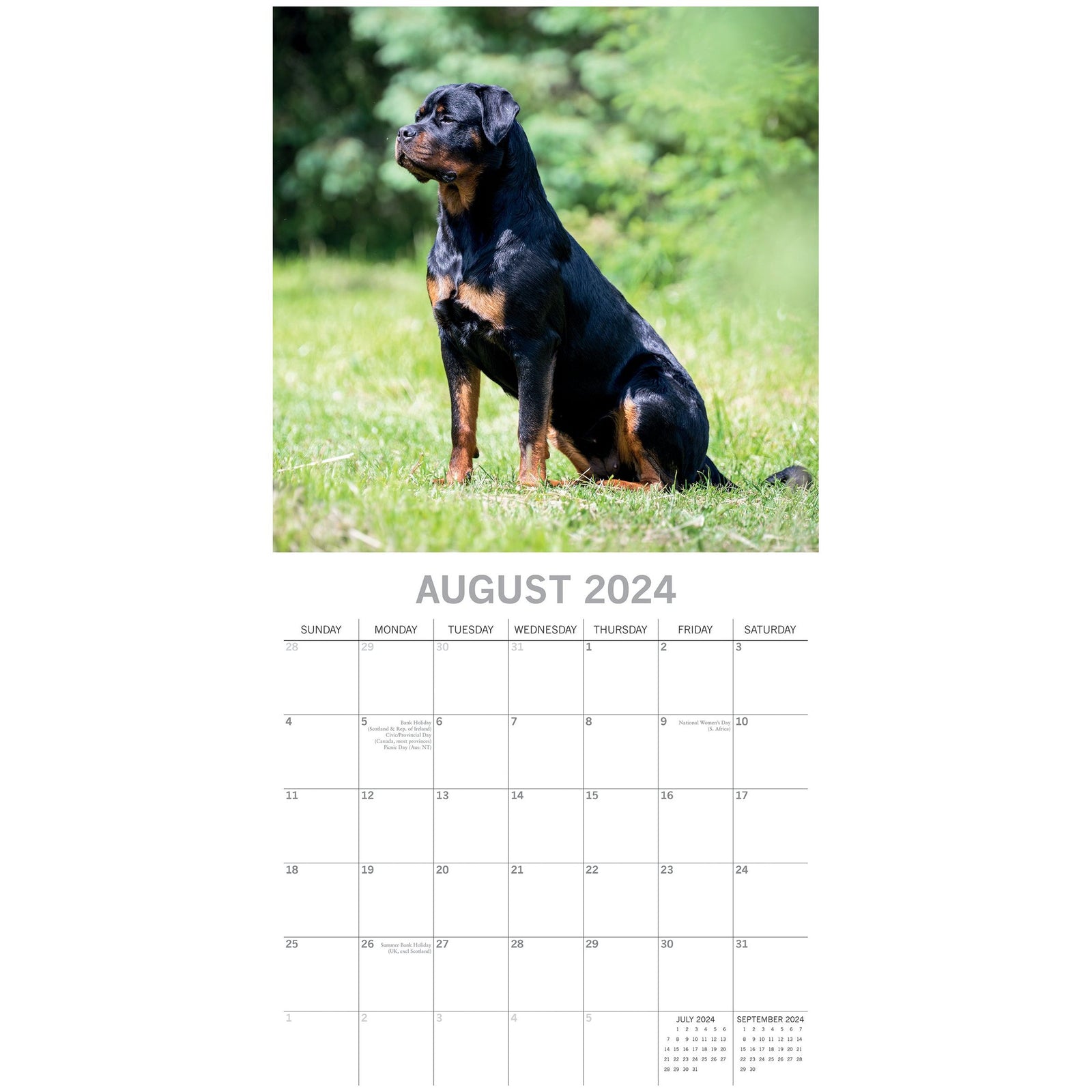 Rottweilers 2024 Square Wall Calendar Pets Dog 16 Month Premium Planner New Year
