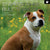 Staffordshire Bull Terriers 2024 Square Wall Calendar Pets Dog 16 Months Planner