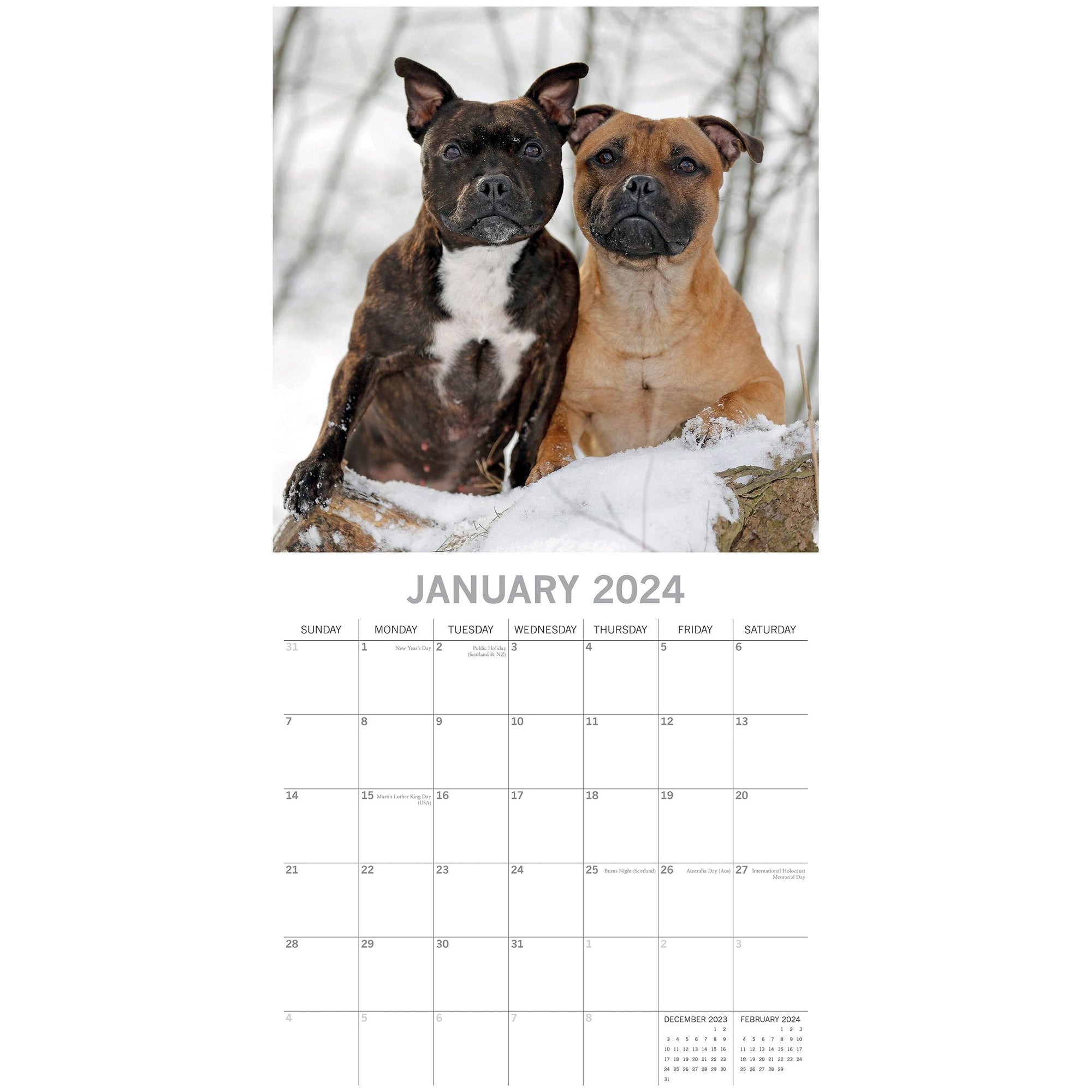 Staffordshire Bull Terriers 2024 Square Wall Calendar Pets Dog 16 Months Planner