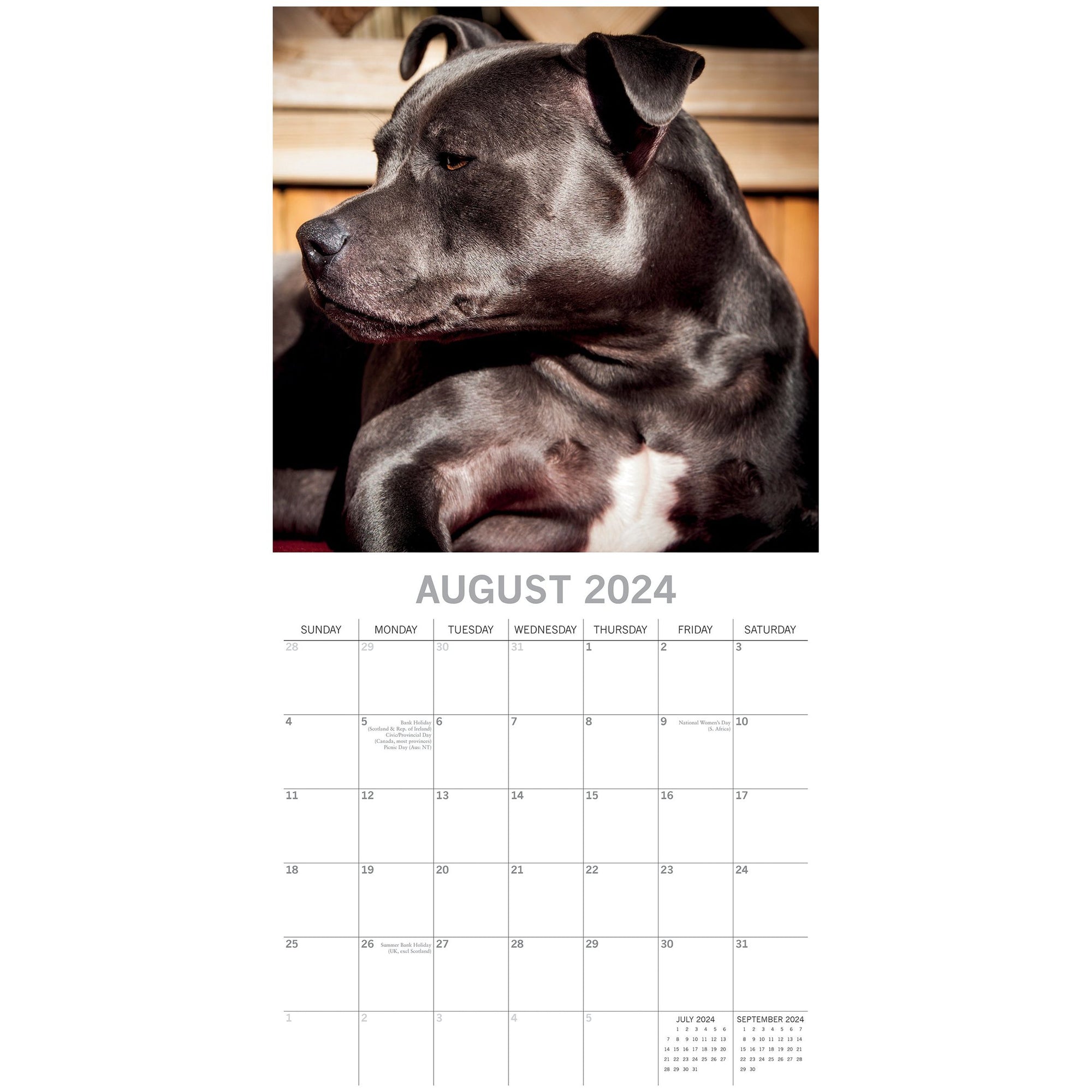 Staffordshire Bull Terriers 2024 Square Wall Calendar Pets Dog 16 Months Planner