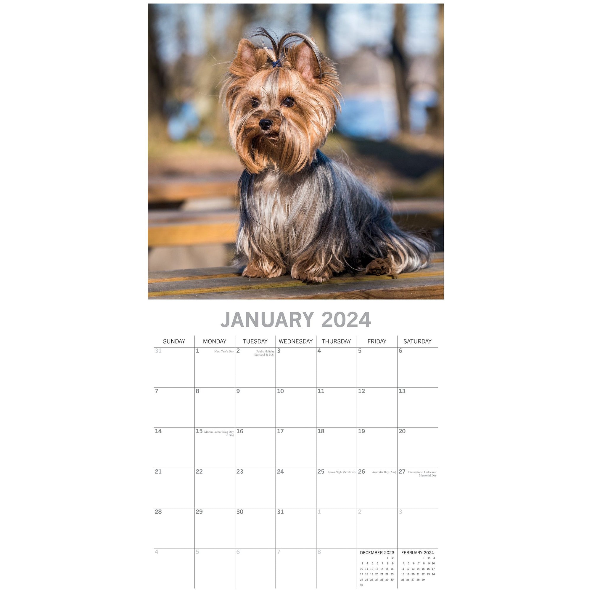 Yorkshire Terriers - 2024 Square Wall Calendar Pets Dog 16 Month Premium Planner