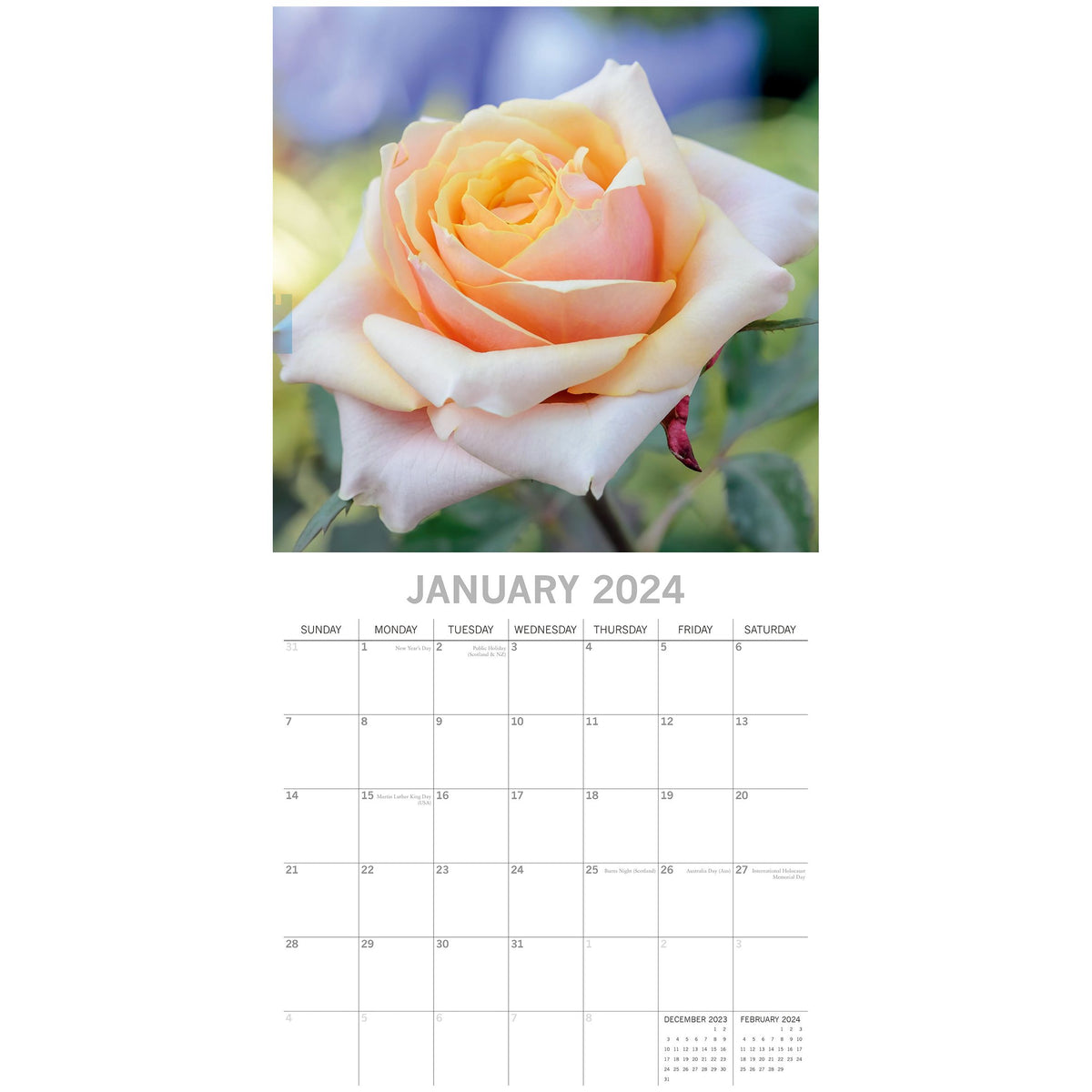 Roses 2024 Square Wall Calendar 16 Months Floral Planner Christmas New Year Gift