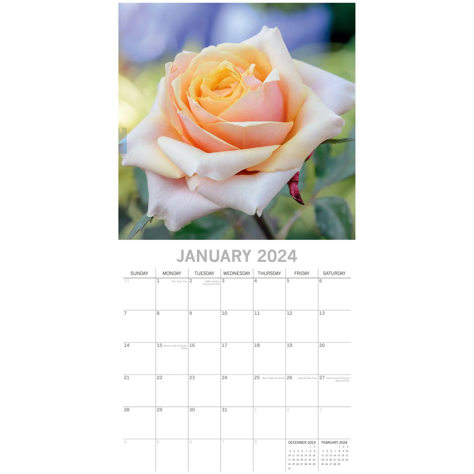 Roses 2024 Square Wall Calendar 16 Months Floral Planner Christmas New Year Gift