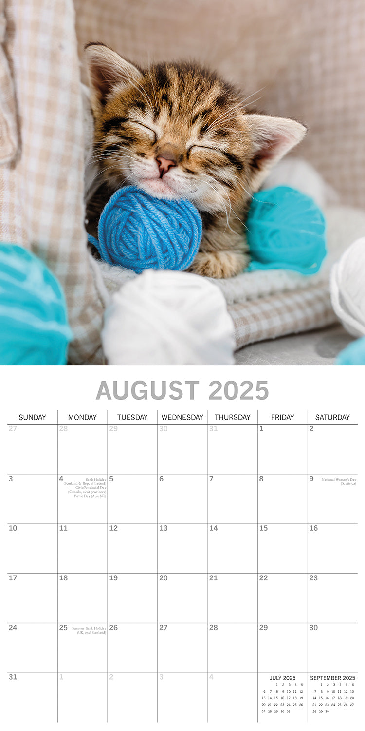 Cat Naps - 2025 Square Wall Calendar Pets Animals 16 Months Premium Planner Gift