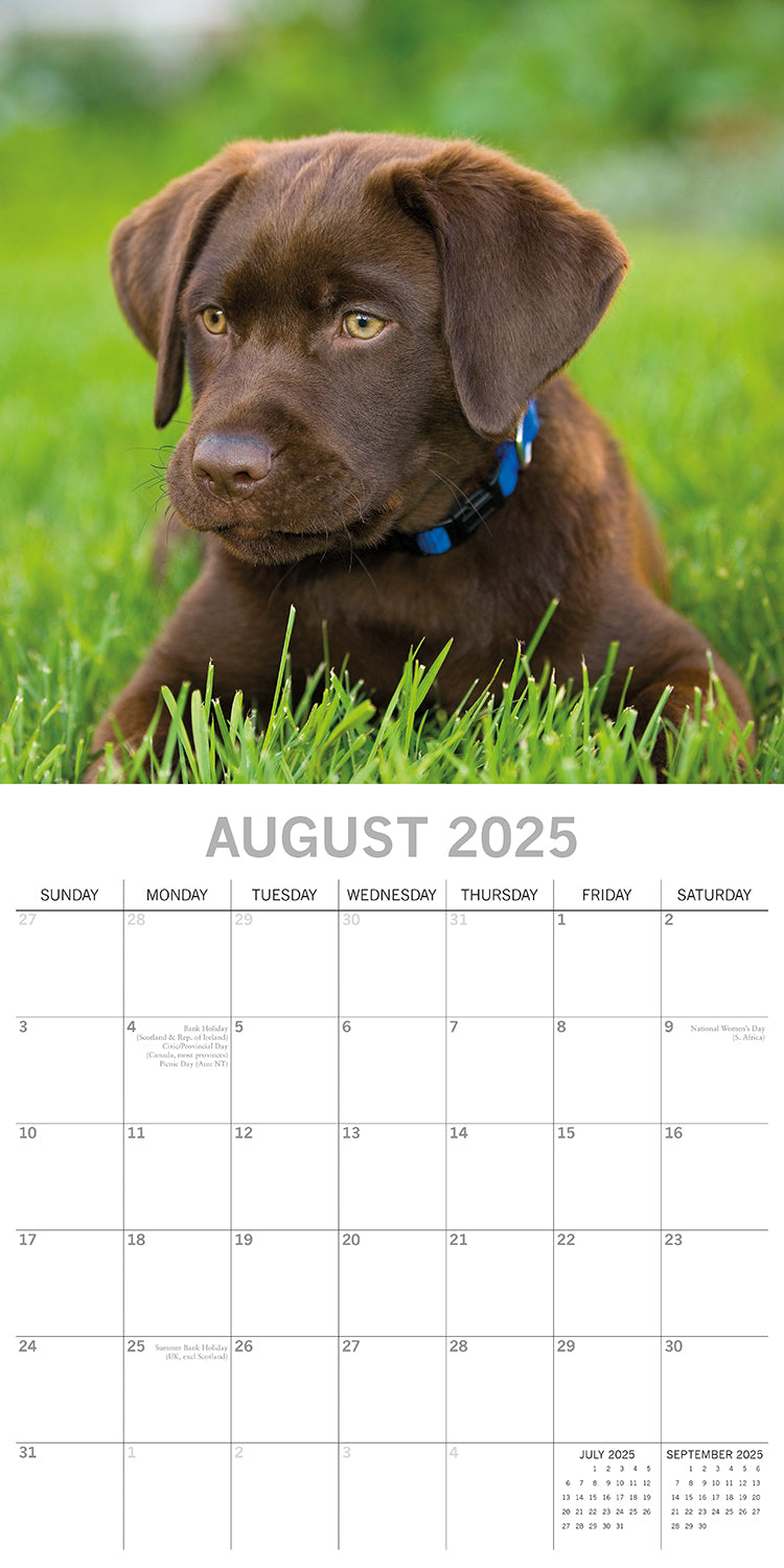 Labradors - 2025 Square Wall Calendar Dogs Pets Animals 16-Month Premium Planner