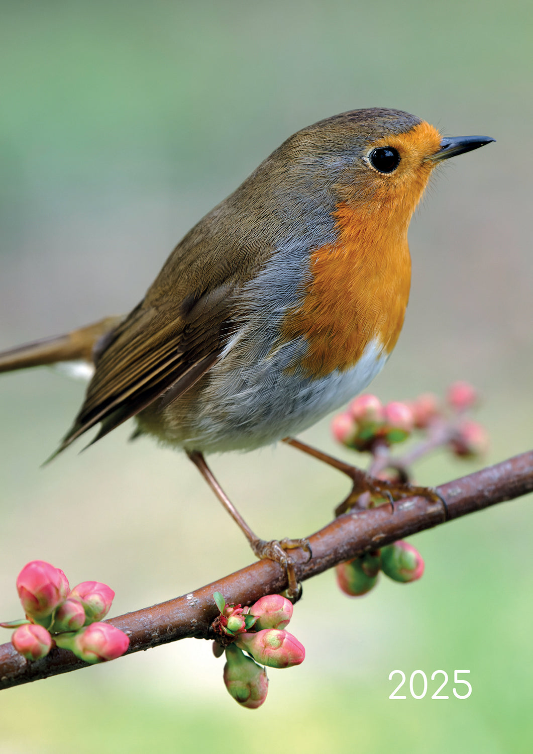 Birds 2025 A5 Padded Cover Diary Premium Animal Planner Christmas New Year Gift