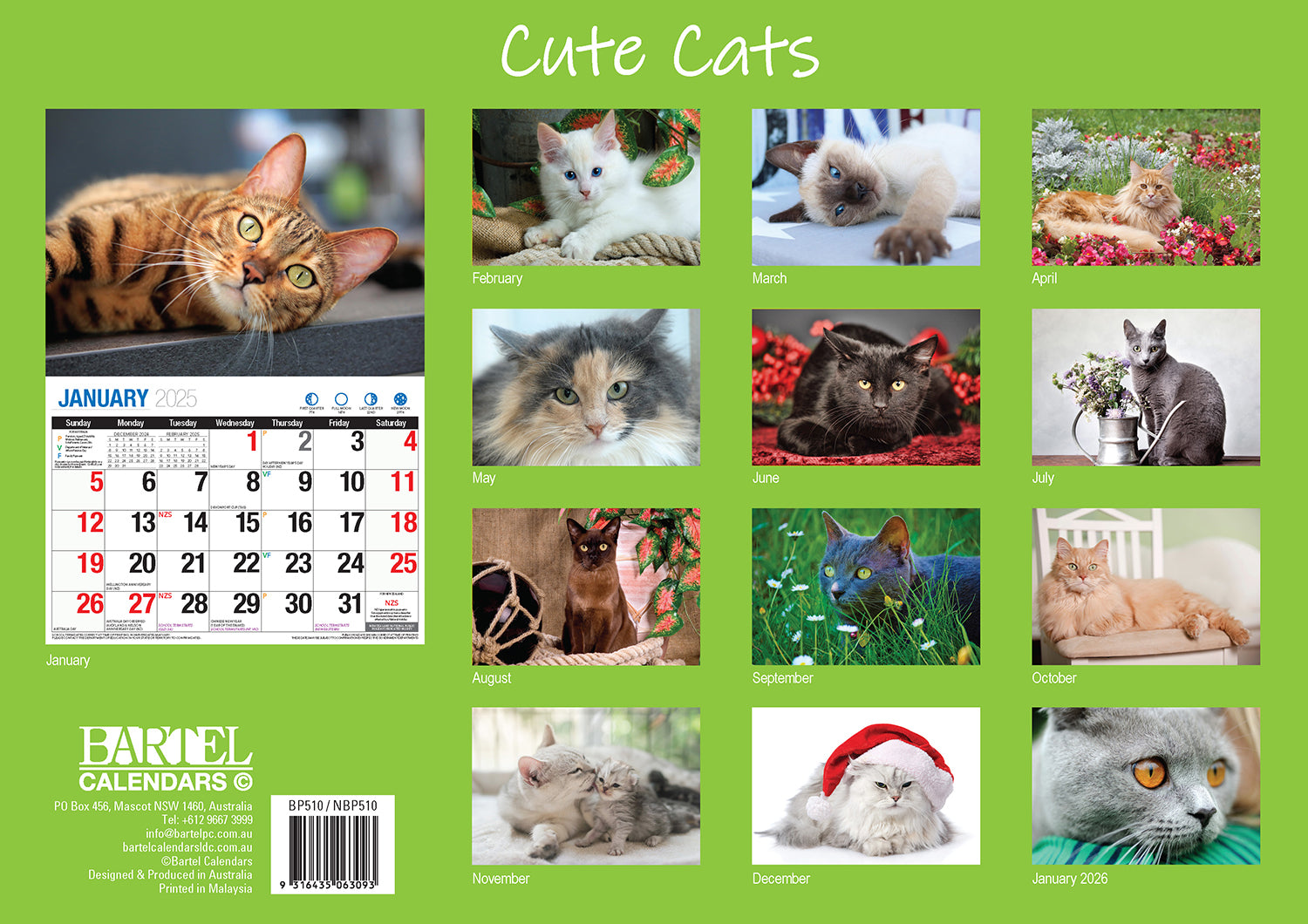 Cute Cats - 2025 Rectangle Wall Calendar 16 Months Planner Animal Pets Photos