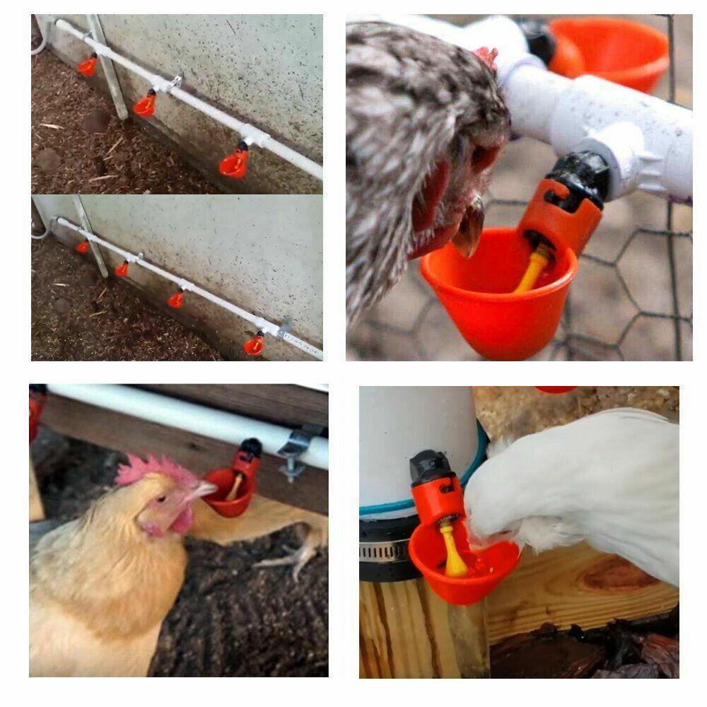 10 Pcs Automatic Poultry Waterer Cups for Chickens & Birds