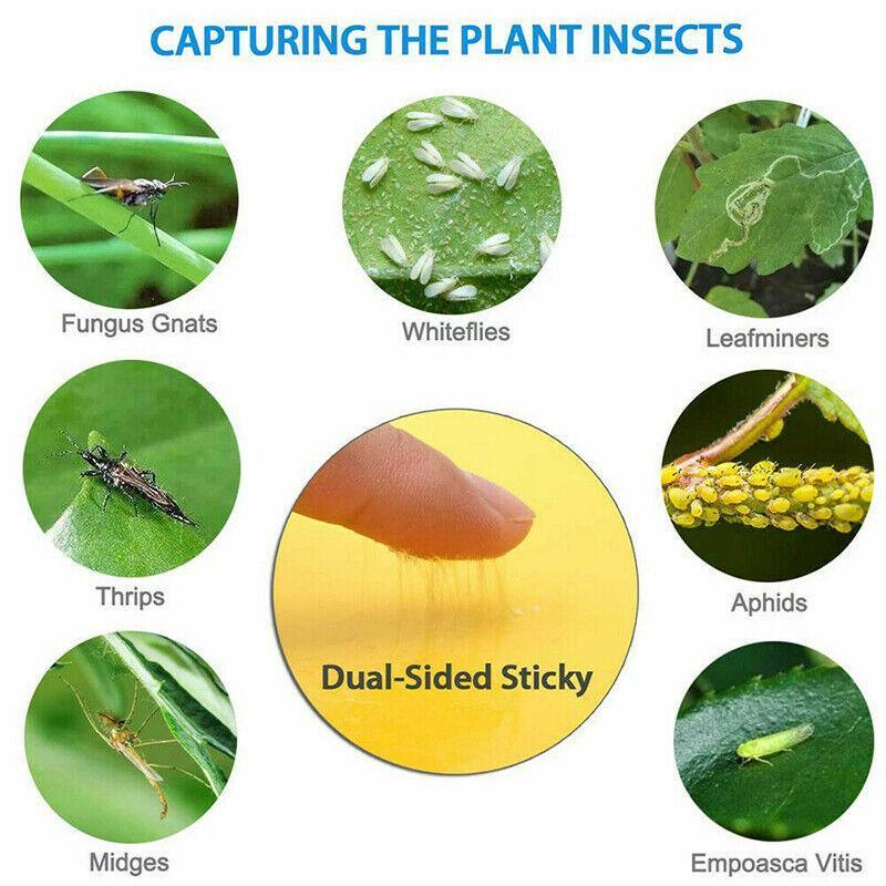 10PCS Yellow Sticky Paper Insect Trap Catcher Killer Fly Aphids Wasp - 25x15cm