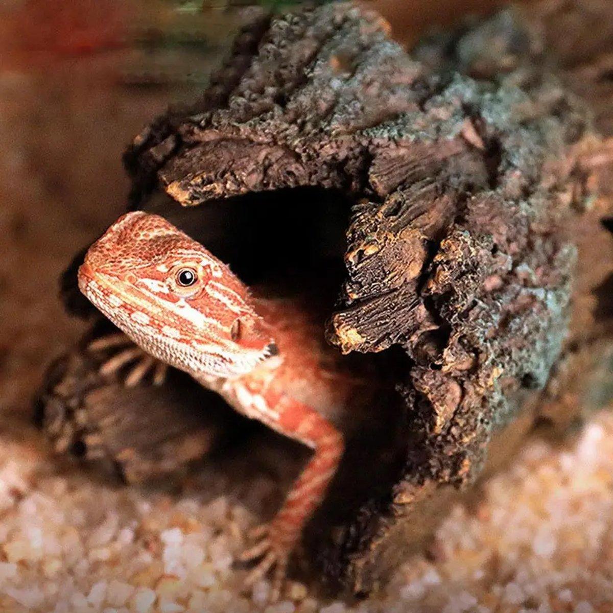 Tree Log Hide Ornament Trunk Tunnel Fish Reptile Tank Resin Aquarium Decoration - Large