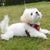 Dog Harness Cat Lead Puppy Leash Vest Mesh Breathe Adjustable Braces Small Pet Pink - XXS