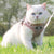 Pink Kitten Dog Cat Walking Harness Lead Leash Collar Pet Vest Mesh Adjustable - M
