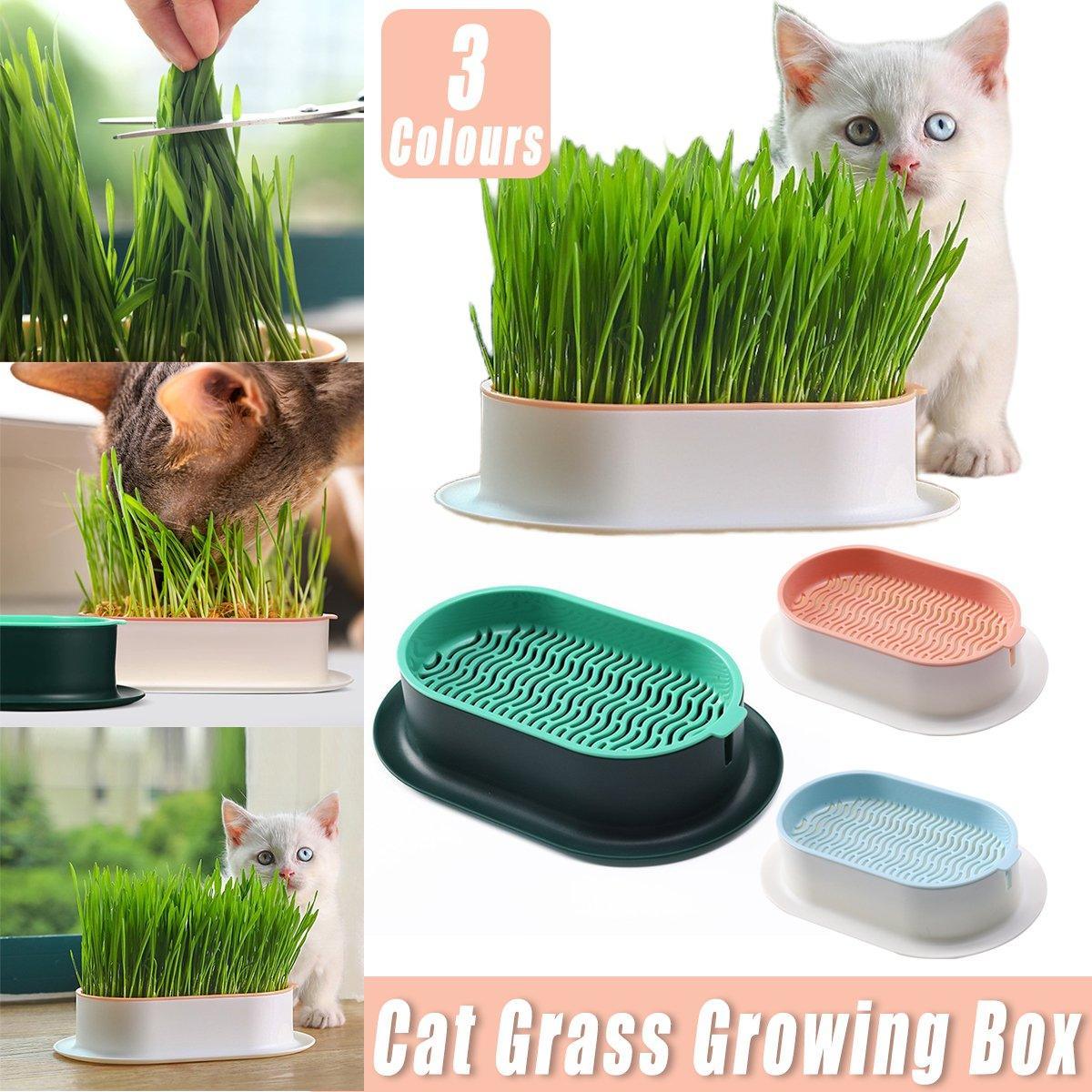 Catnip Hydroponic Box with Cat Snacks Growing Kit for Cats Fresh Catnip Bowl - Blue