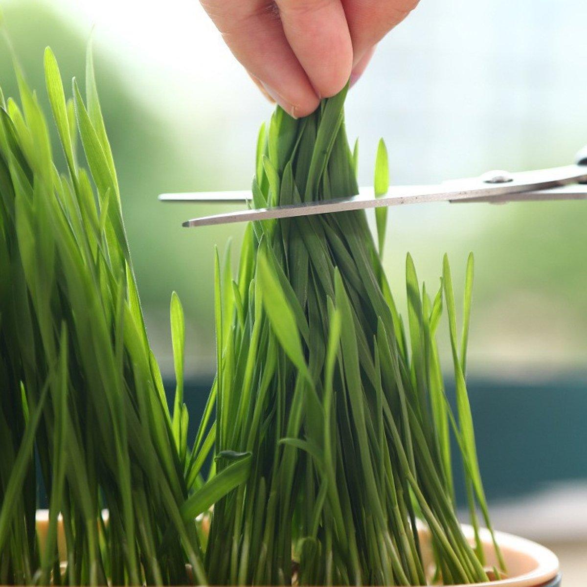 Catnip Hydroponic Box with Cat Snacks Growing Kit for Cats Fresh Catnip Bowl - Blue