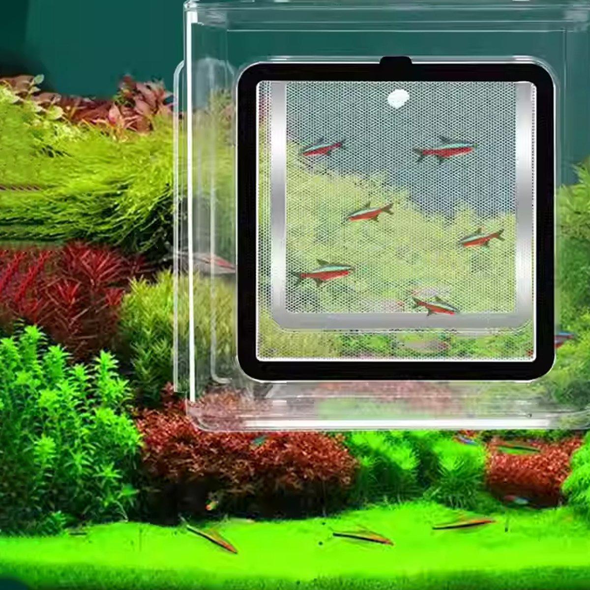 Acrylic Fish Isolation for Aquarium Guppy Fry Tropical Fish Breeding Growth Box
