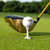 6Pcs Golf Tee Holder Multi Purpose Aimable Direction Tees