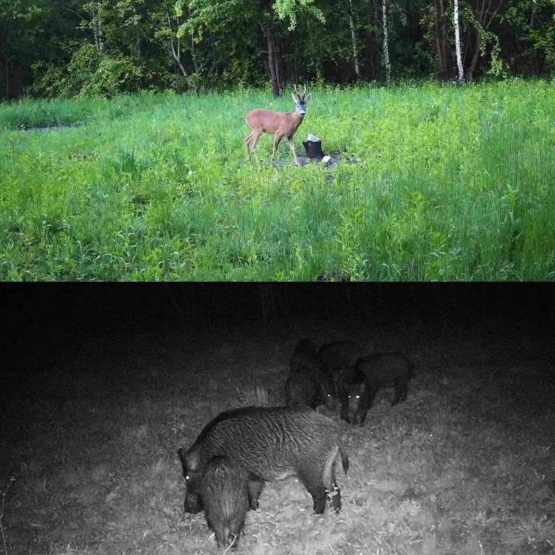 Outdoor Hunting Camera with Infrared Night Vision - 2.7k Resolution