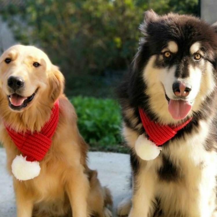 Pet Christmas Wool Scarf For Medium & Large Dog Saliva Towel