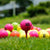 12-pack Double Layer Golf Practice Balls - Colourful Competition Set