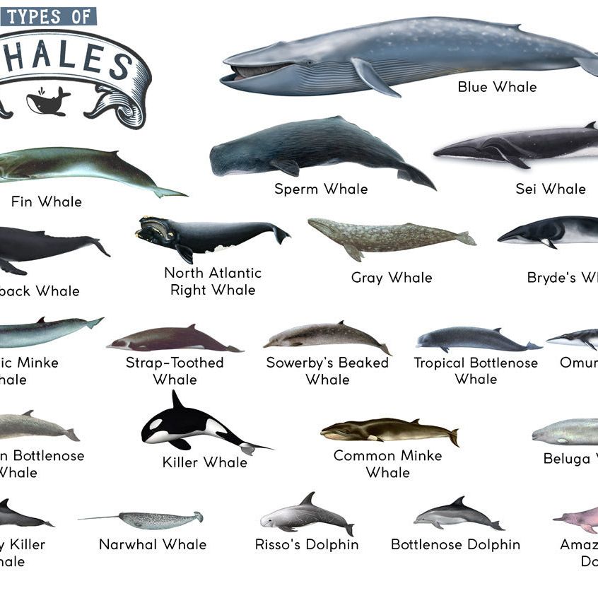 TYPES OF WHALES A4 Matte Laminated Poster Print Fish - 210mm x 297mm