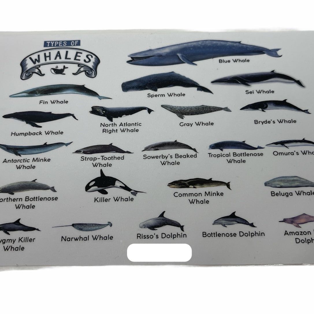 TYPES OF WHALES A4 Matte Laminated Poster Print Fish - 210mm x 297mm