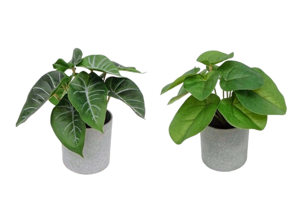 Set 2 Artificial Syngonium &amp; Pilea In Plastic Pot 7x17cm