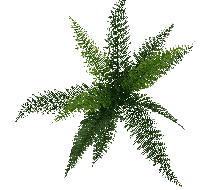 Dense Fern Stem 45cm