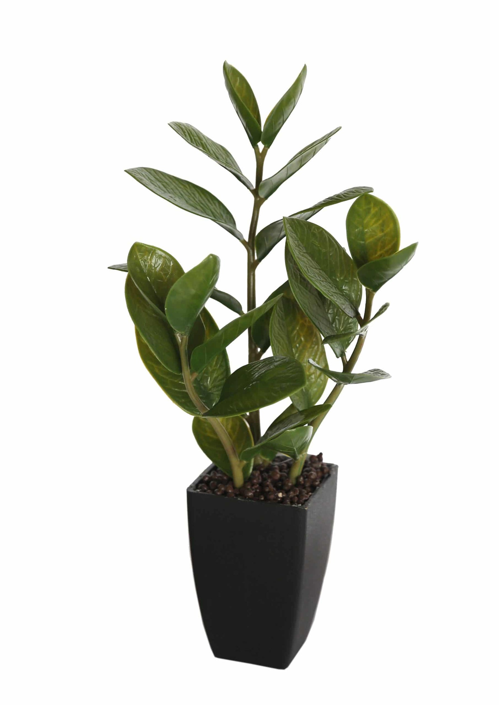 Potted Zanzibar 46cm