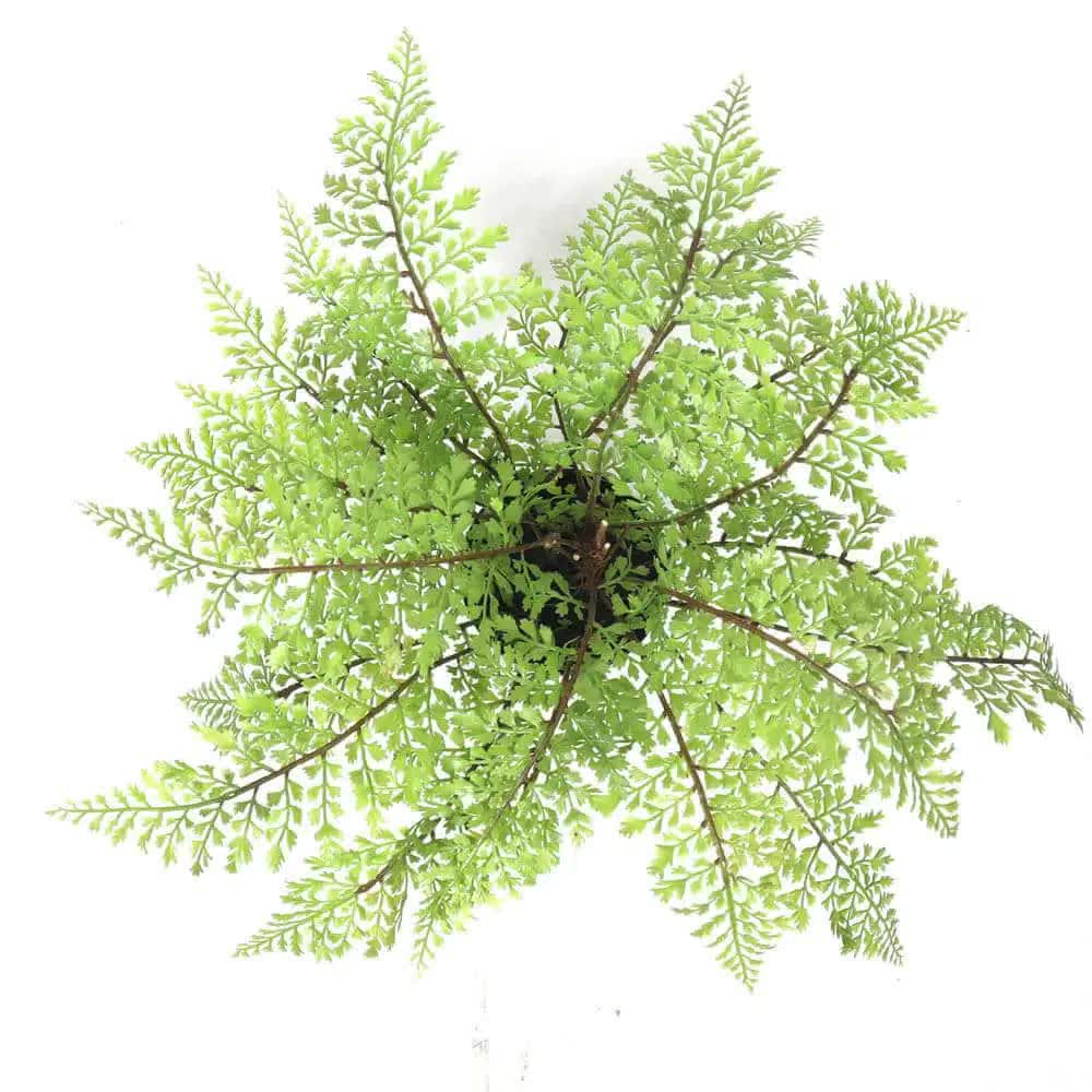Faux Small Potted Fern 35cm