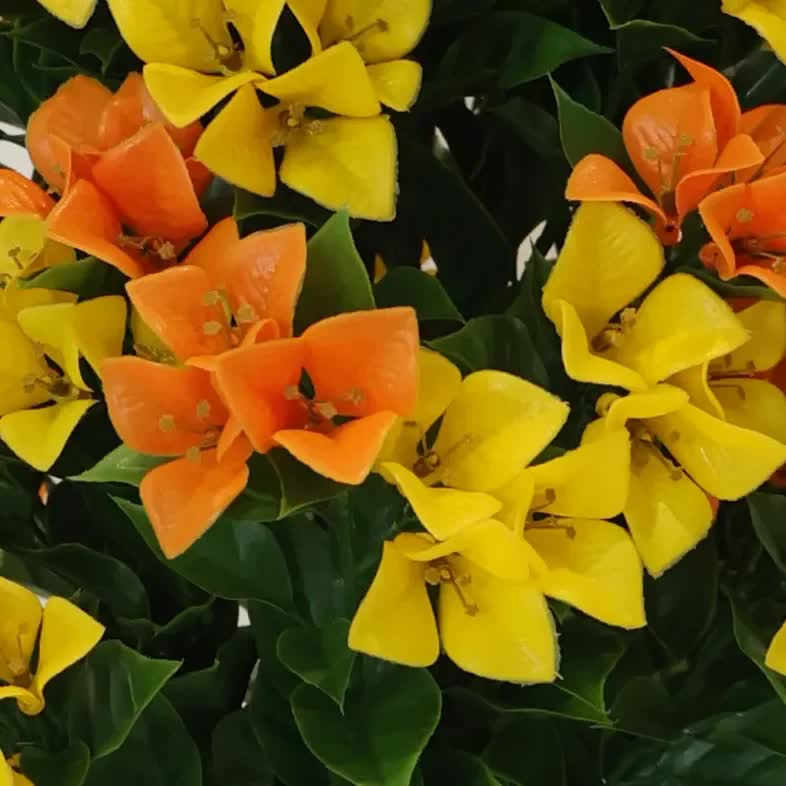 Flowering Yellow and Orange Bougainvillea Tree 90cm UV Resistant