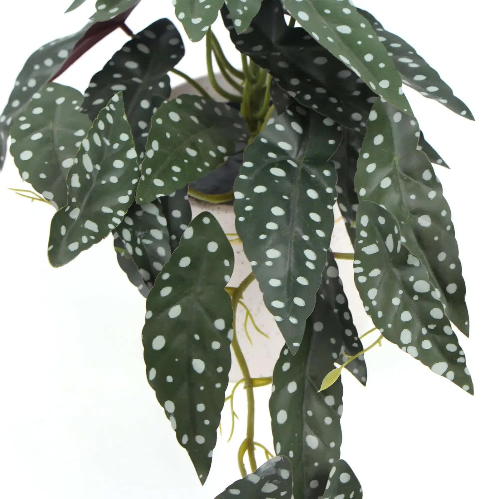 Artificial Begonia Maculata Plant In Decorative Bowl 30cm