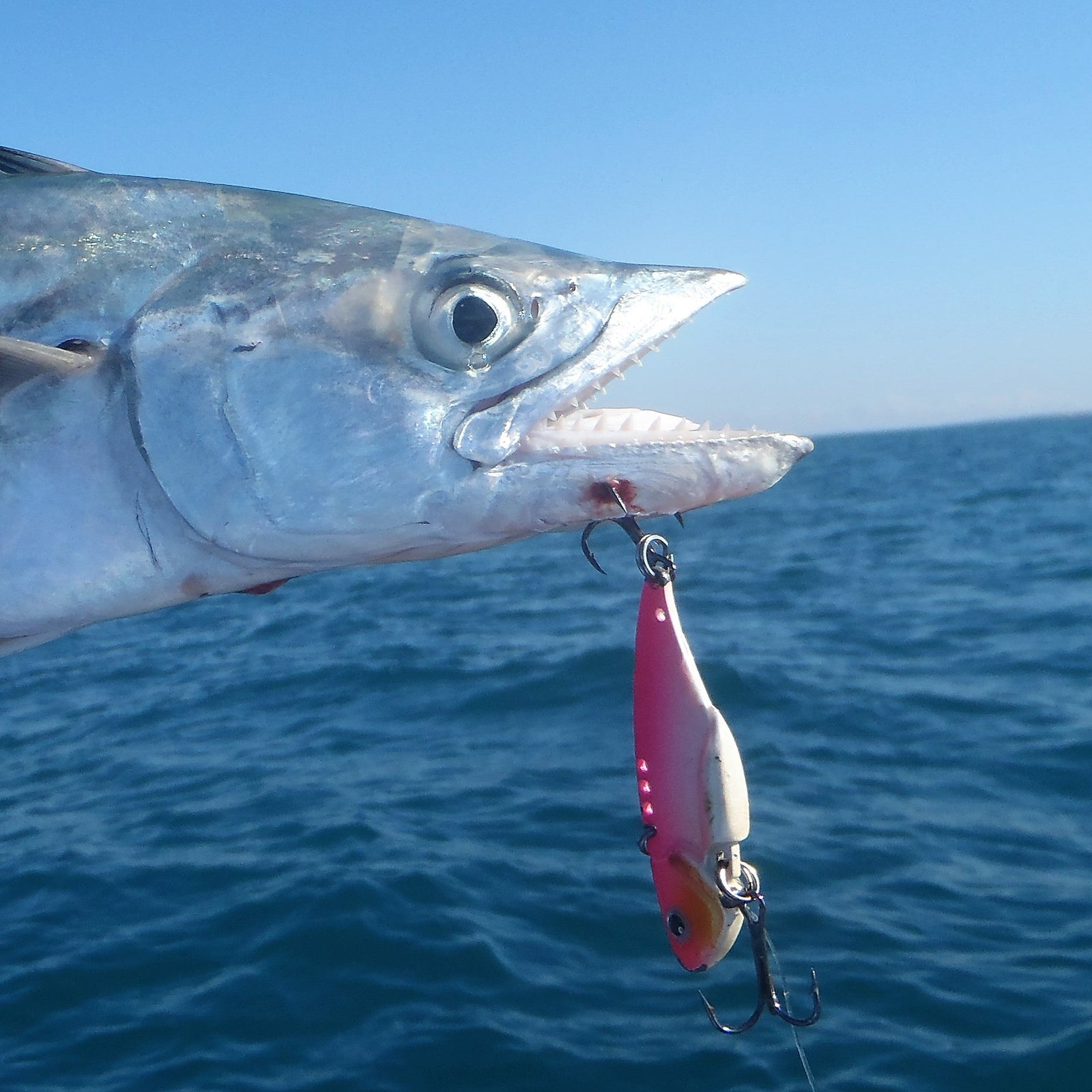 Finesse Feather Blade, Magenta Gold, 55mm, 2 Pack