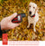 Black Remote Dog Training Collar with Adjustable Shock and Vibration - Rechargeable, Waterproof, 2 Channels for Small to Large Dogs