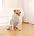 Autumn/Winter Dog Clothes - Grey Hoodie with Striped Hood & Baseball Bear (Size - 2XL)