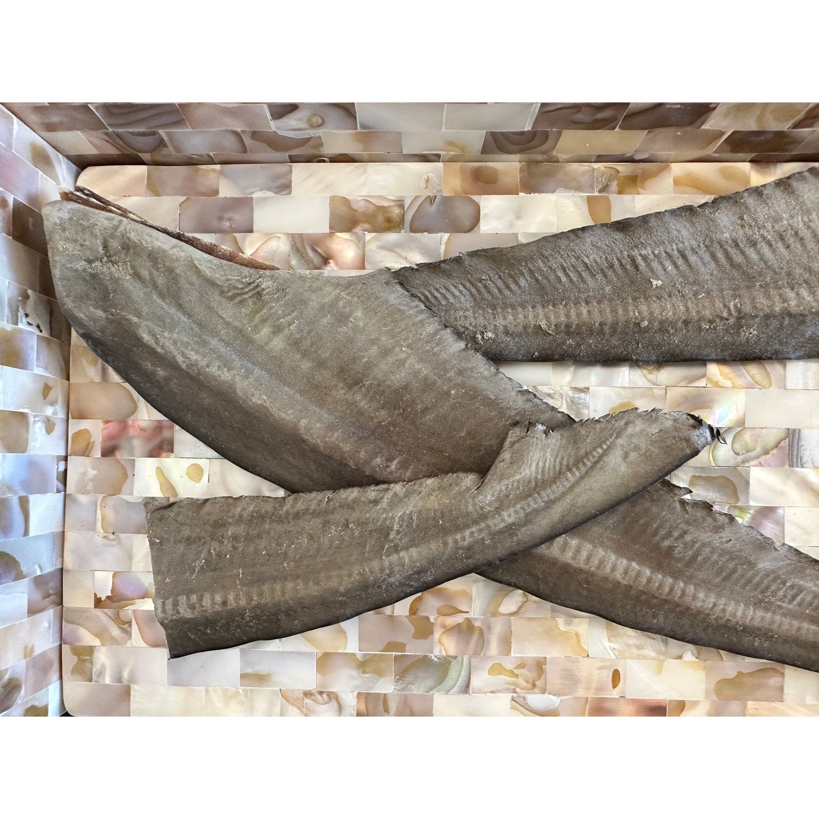 Just Shark Tails